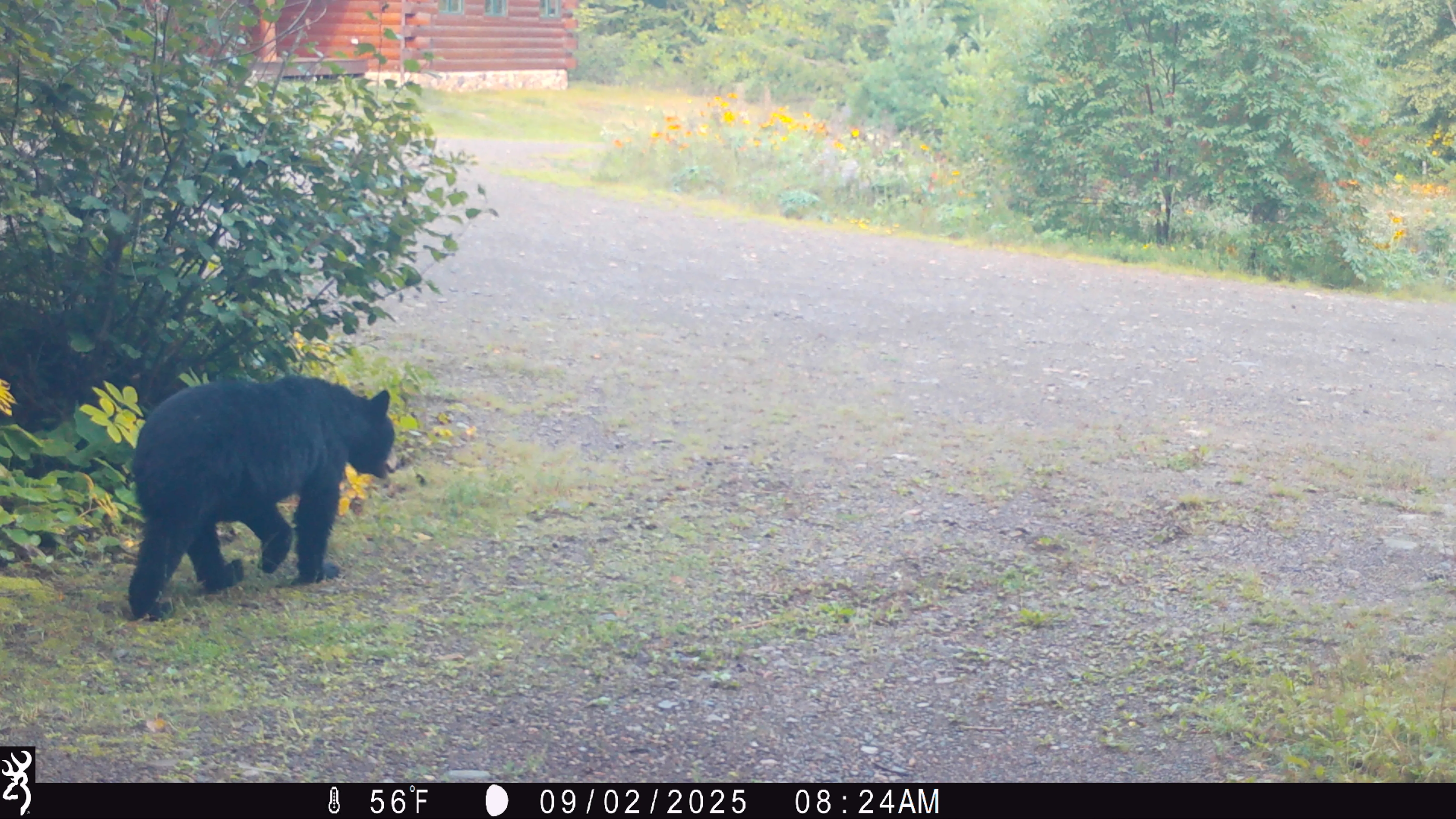 Trail camera
