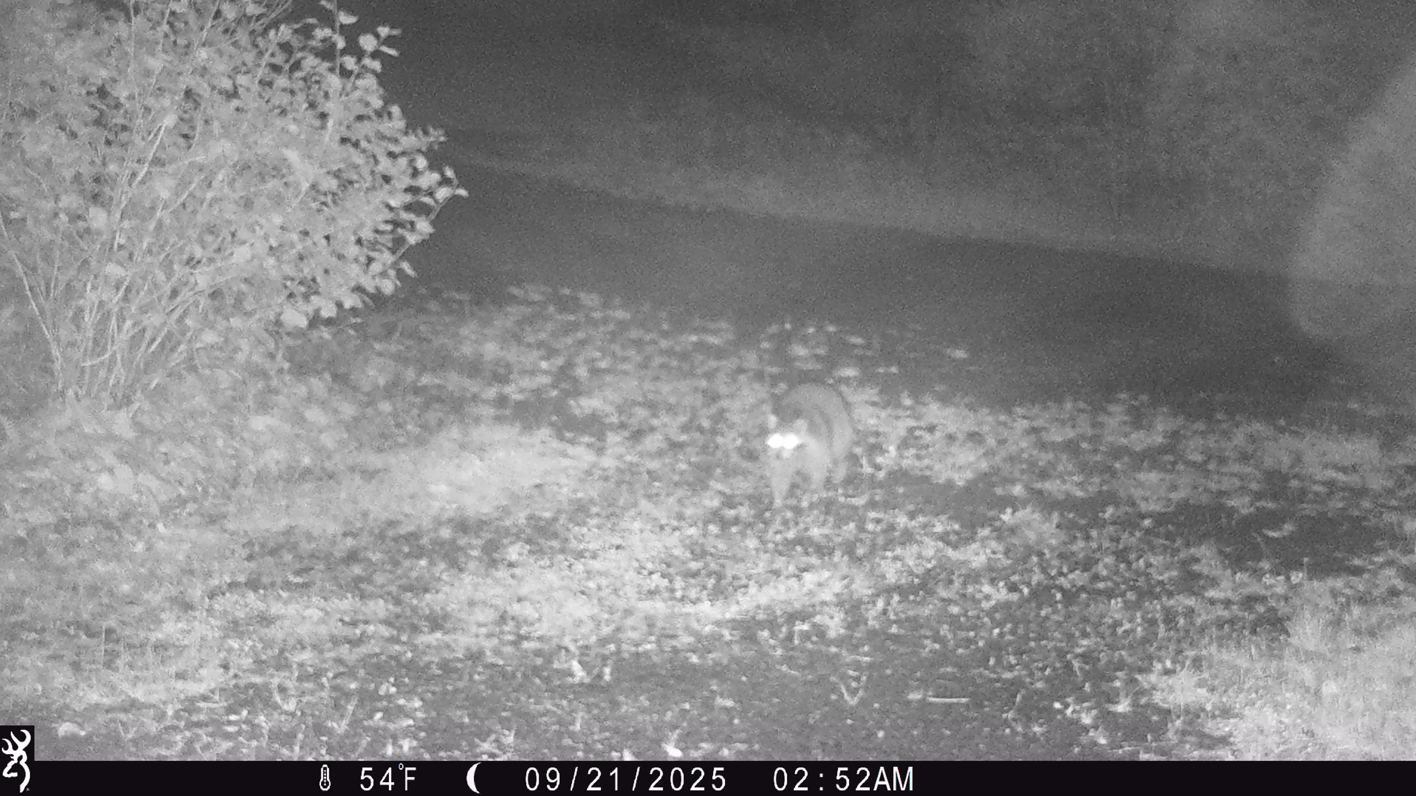 Trail camera