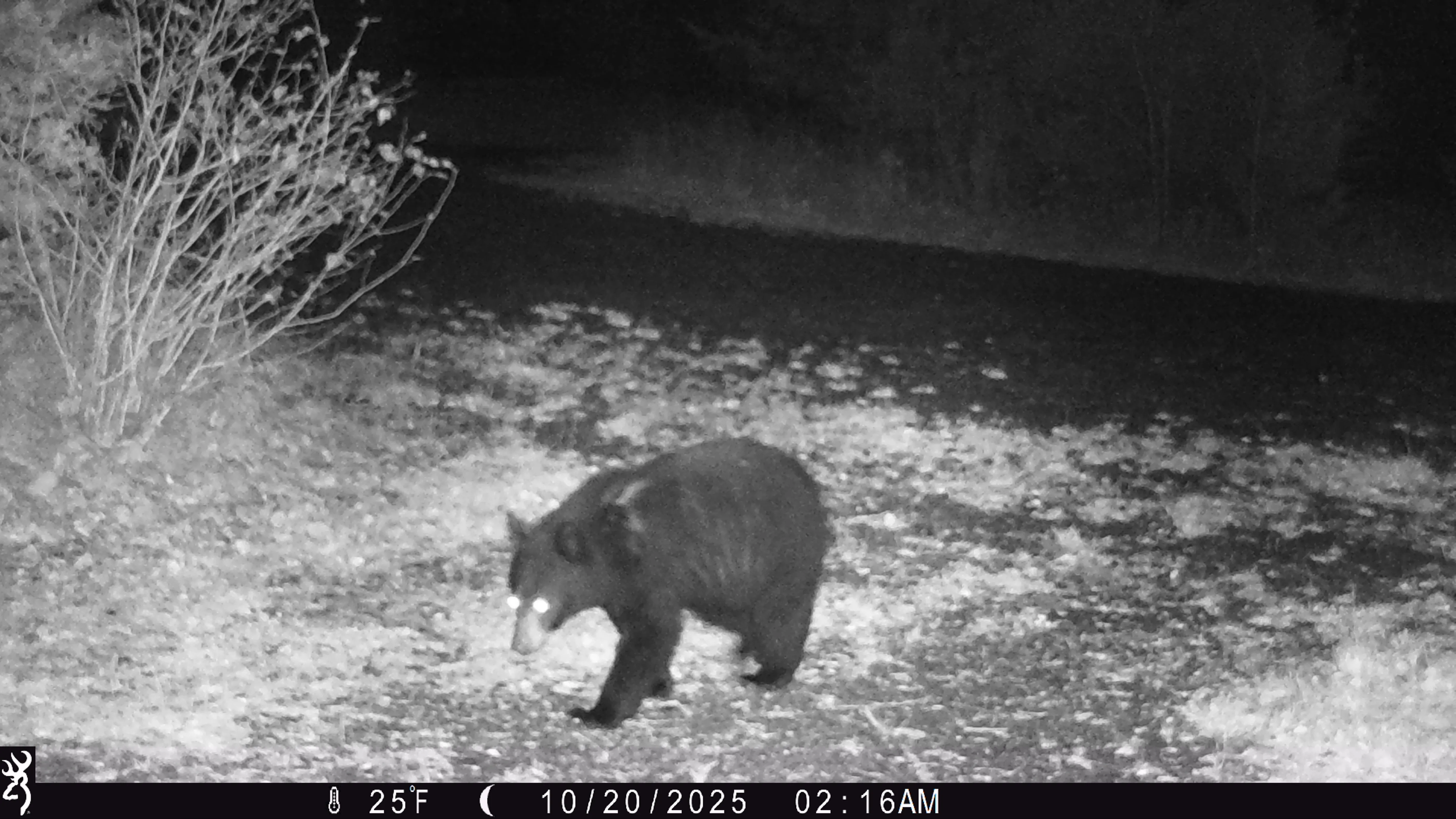 Trail camera