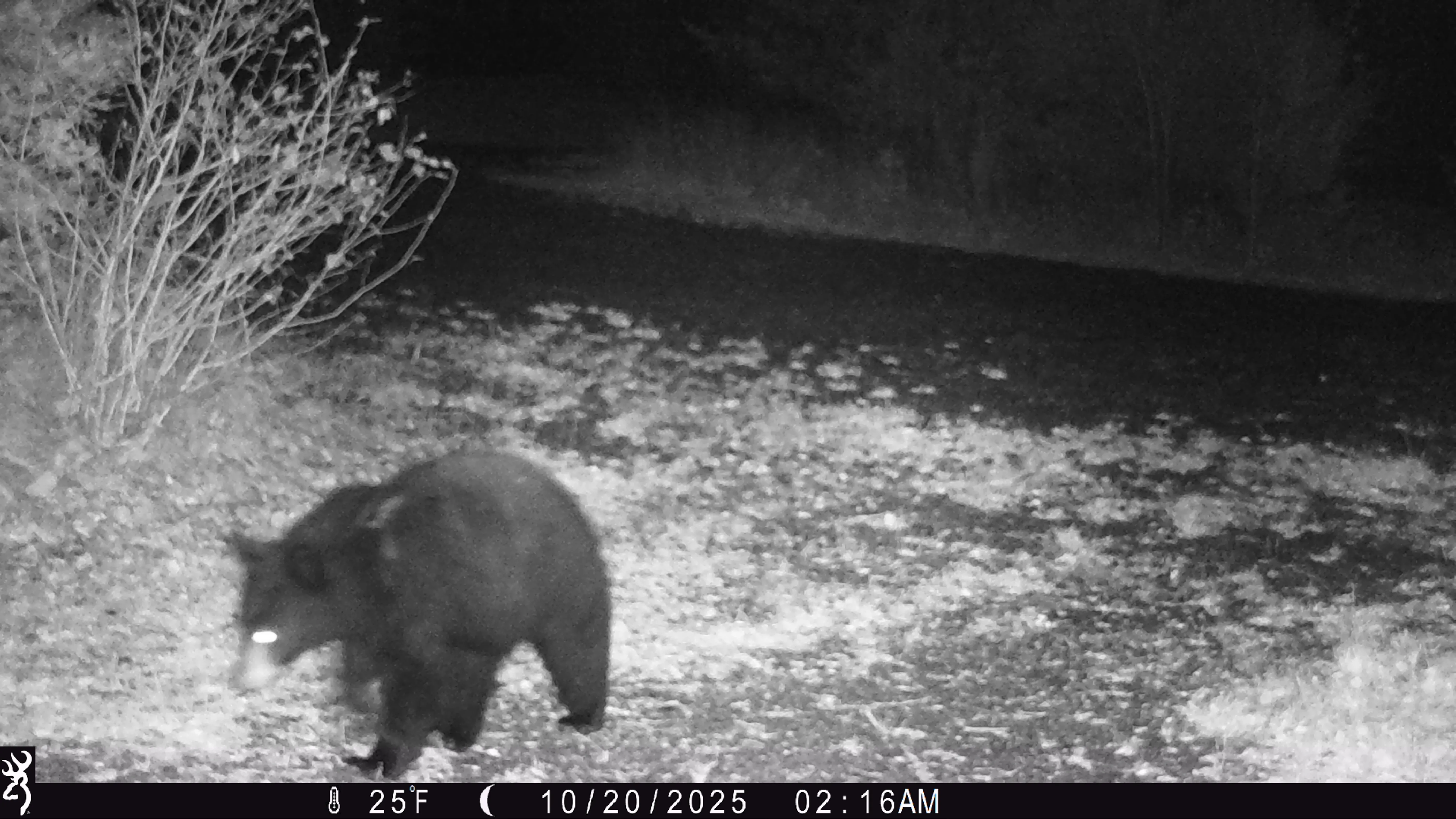 Trail camera