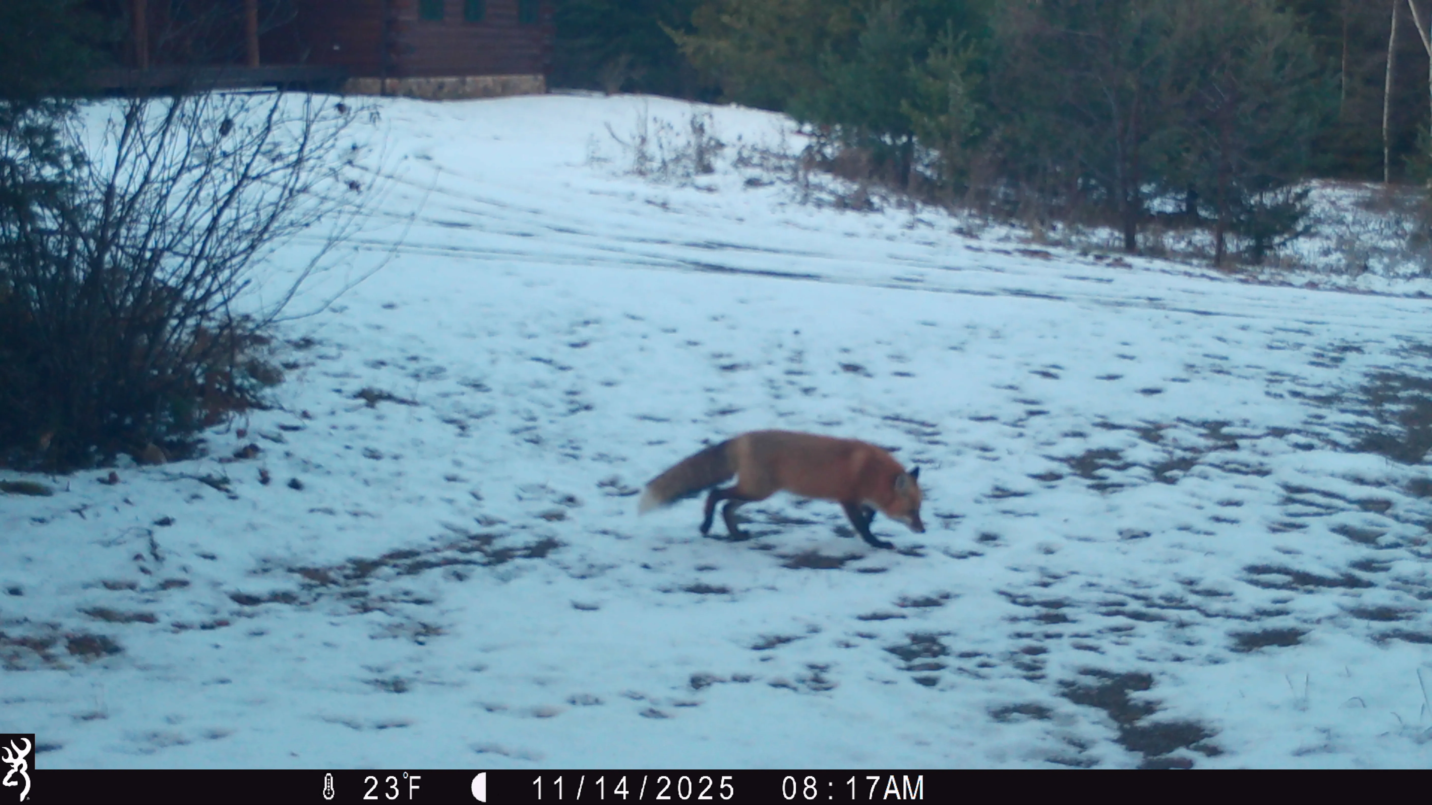Trail camera