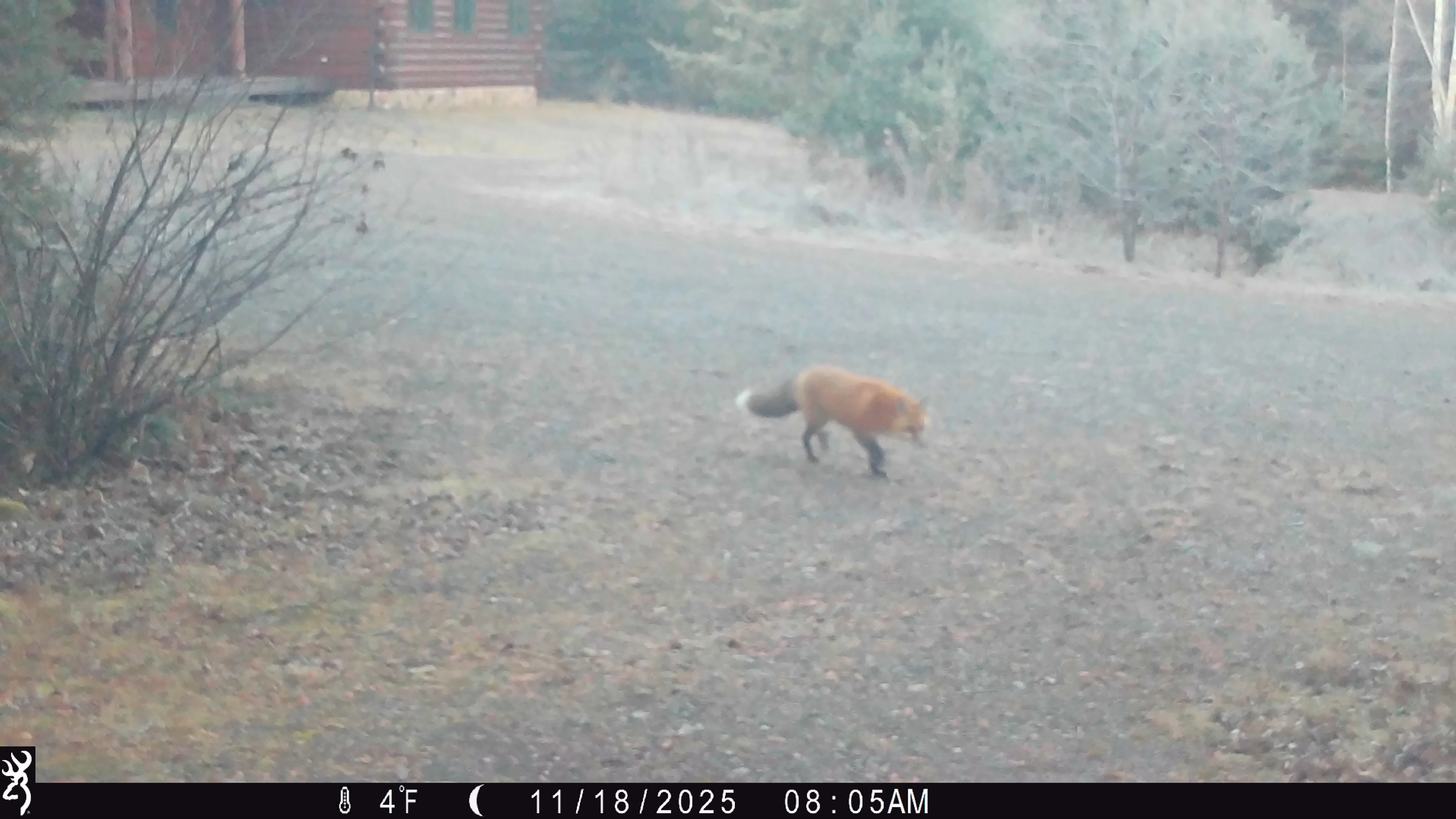 Trail camera