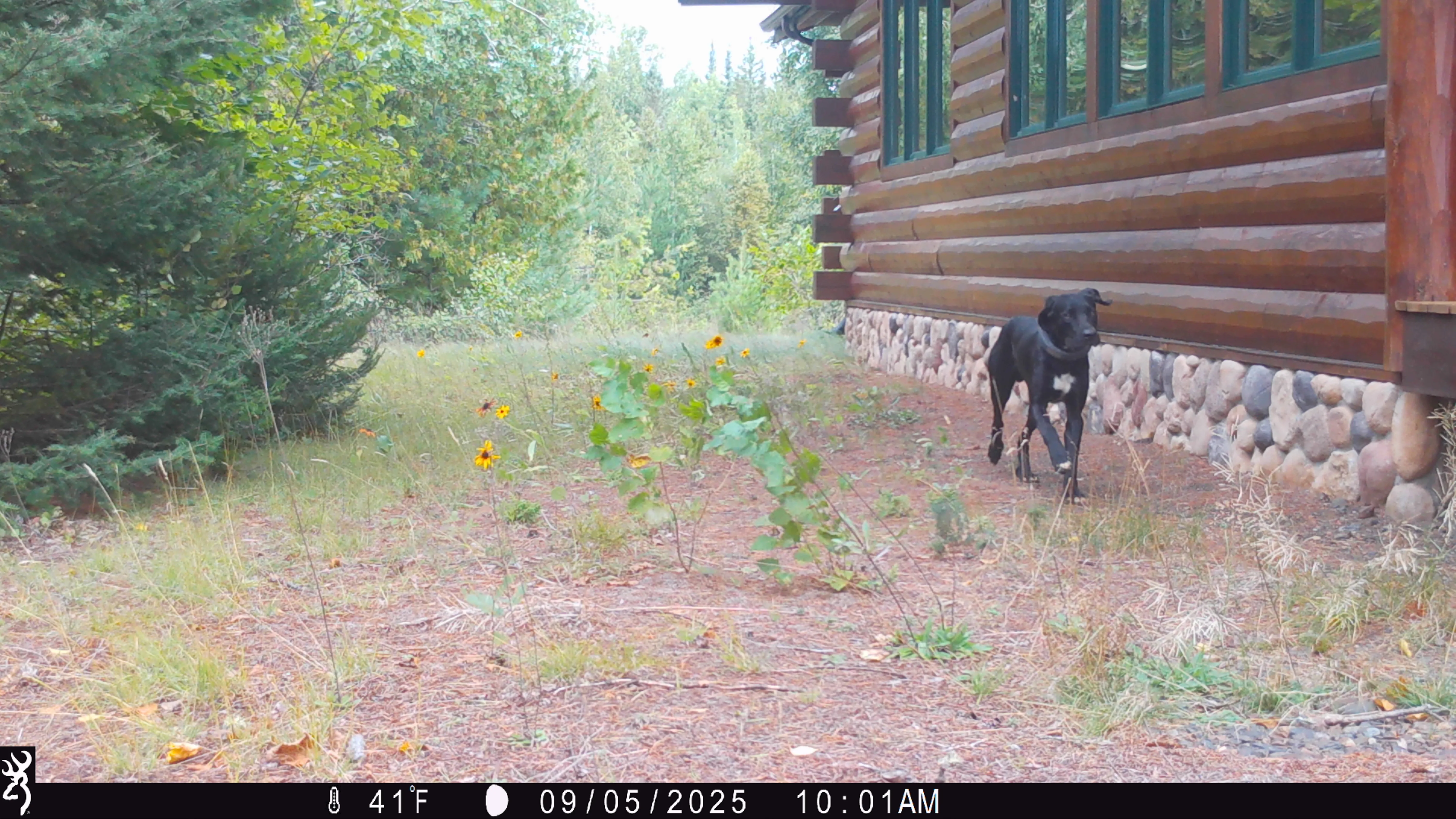 Trail camera