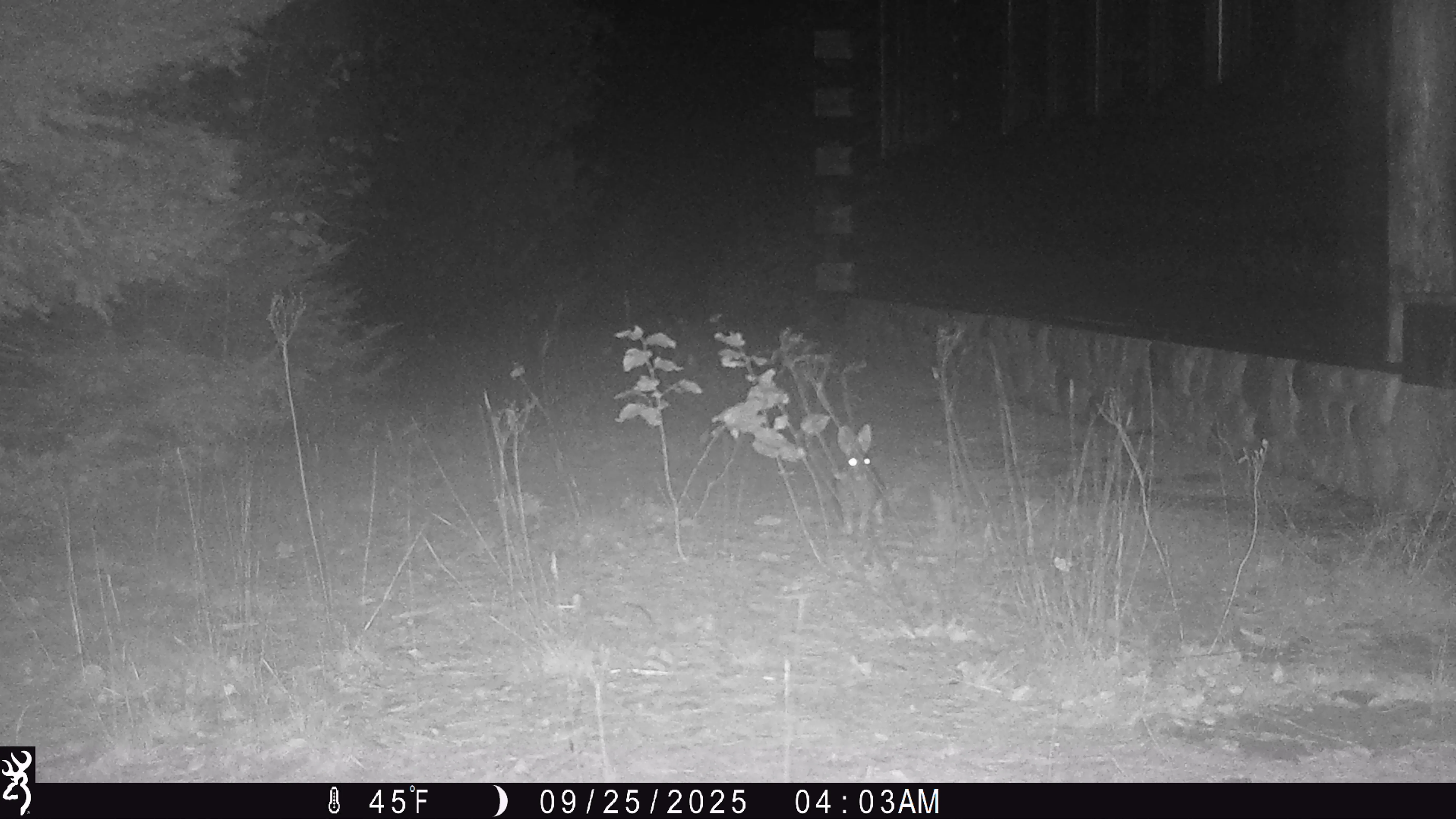 Trail camera