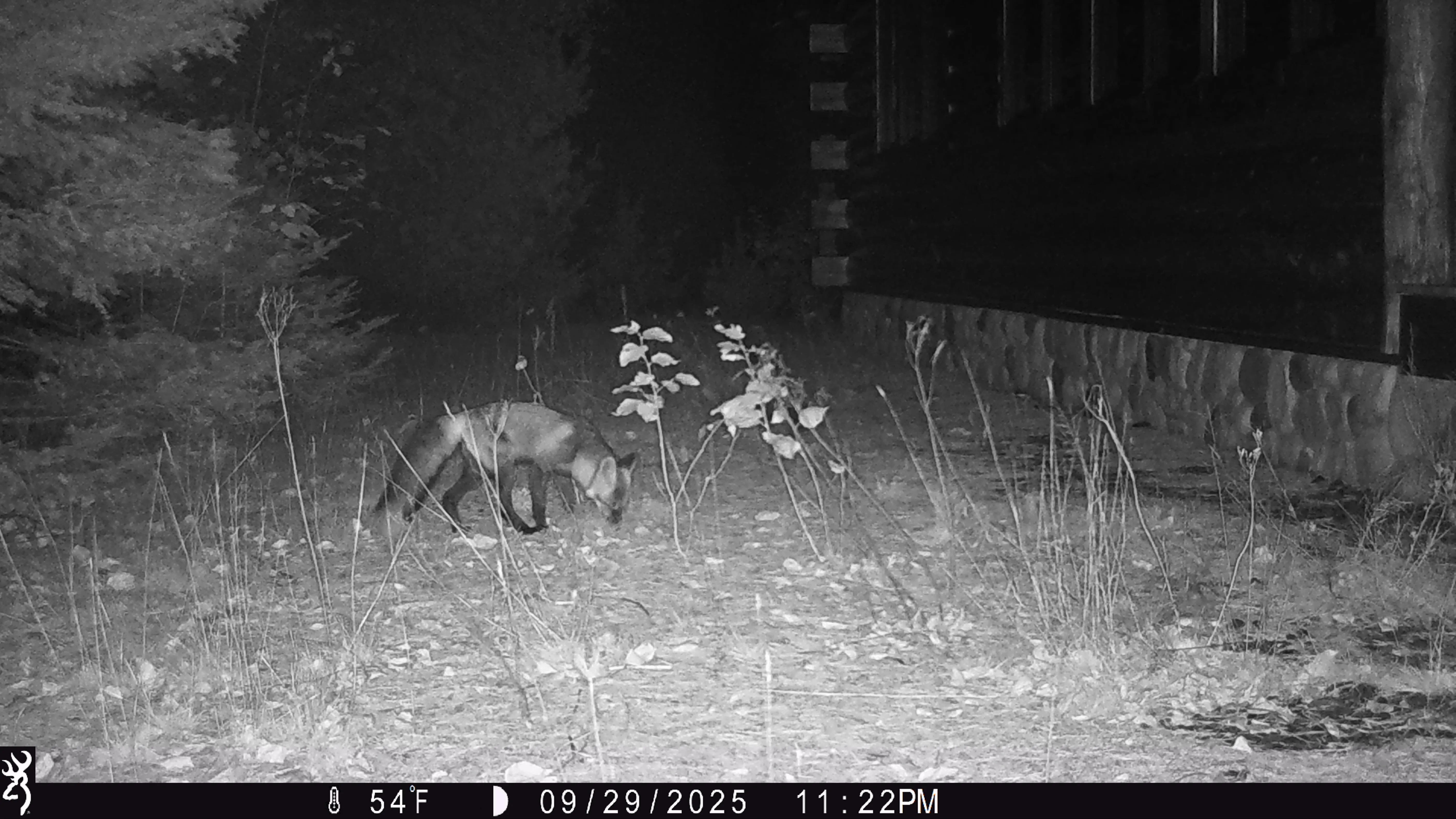 Trail camera