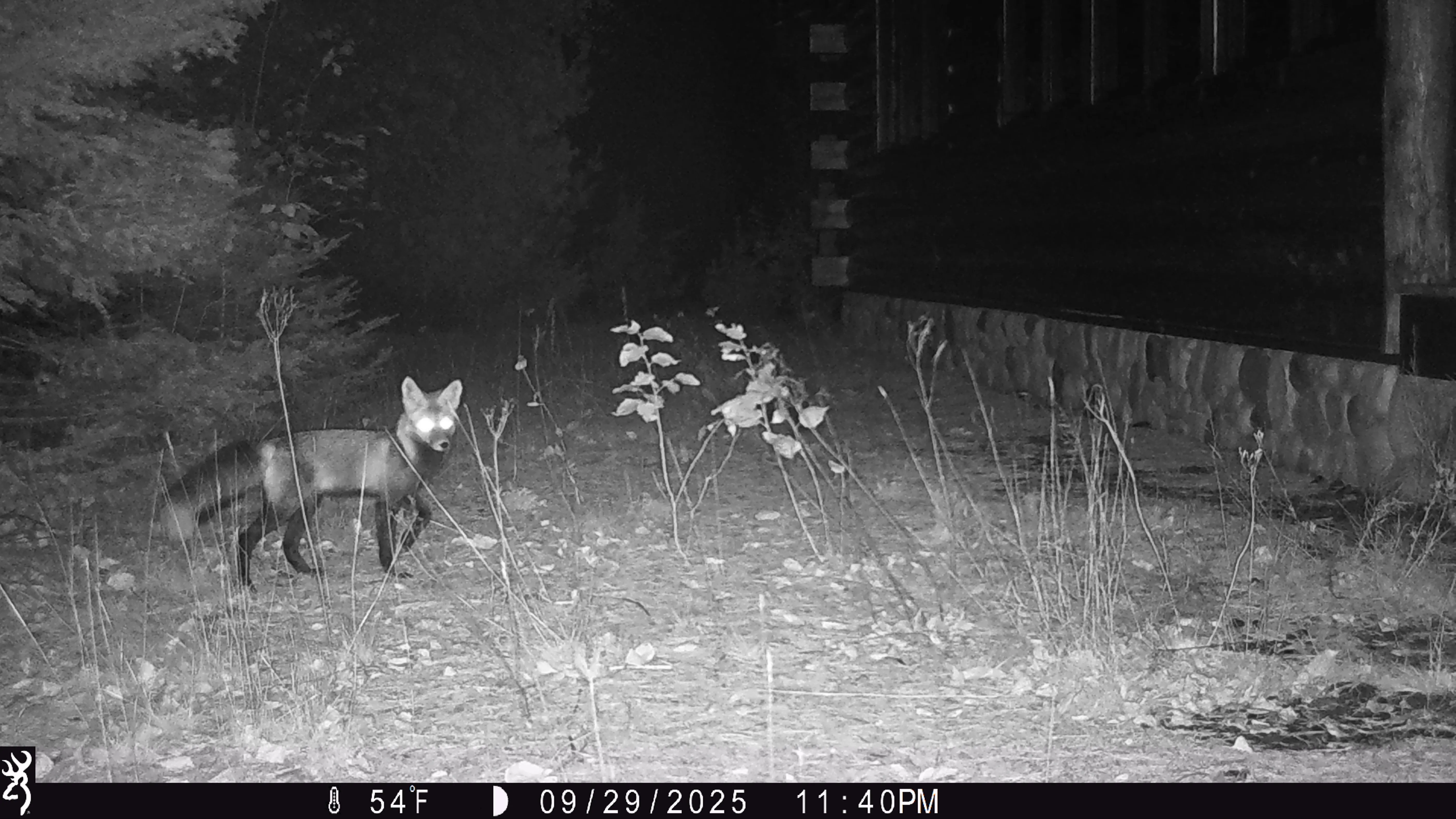 Trail camera